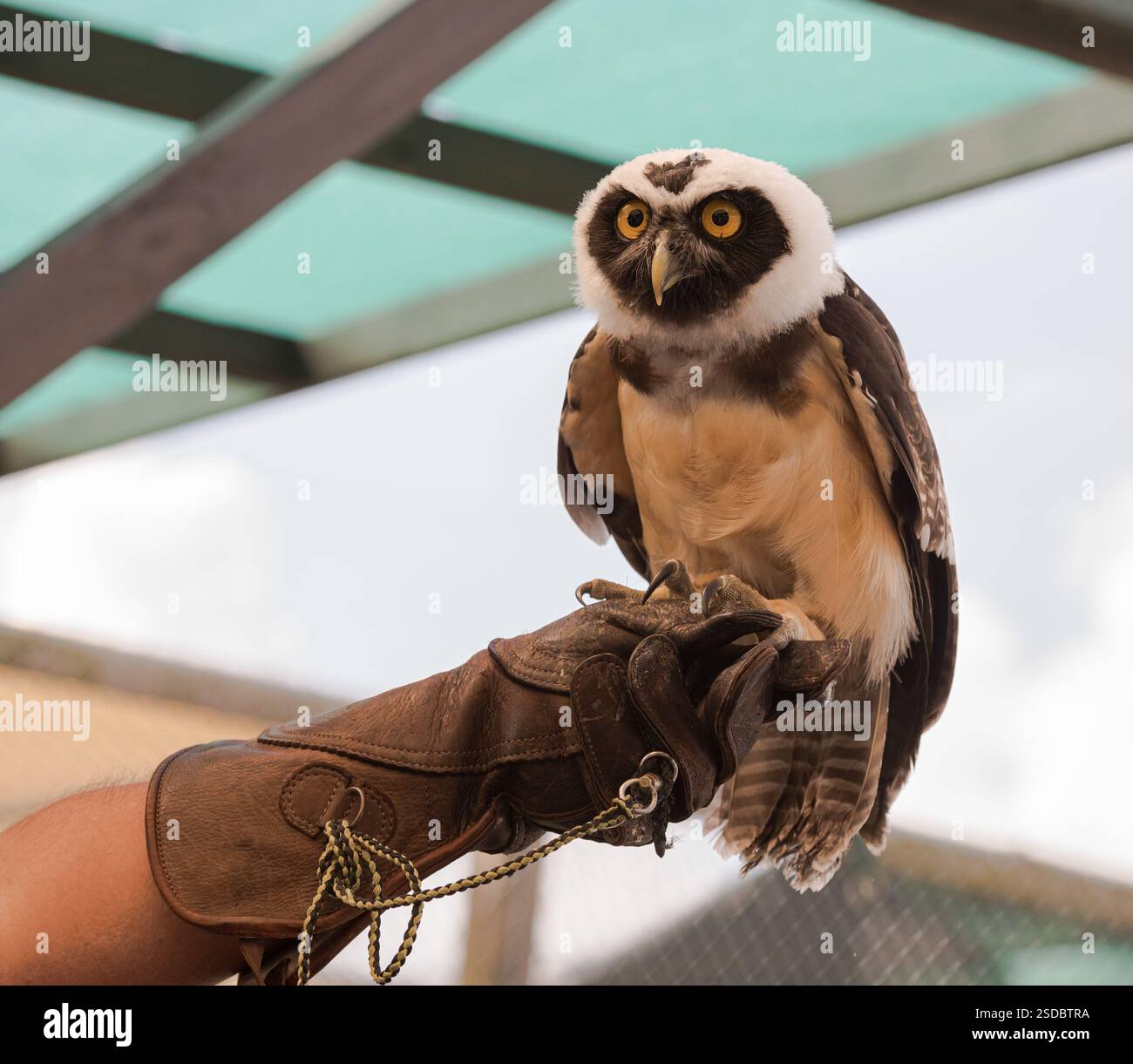 Weston, Florida USA - 25 agosto 2018: Incontro con gli animali con il gufo spettrale al Sawgrass Recreation Park, un'attrazione che offre escursioni in idroscivolante nell'Evergl Foto Stock