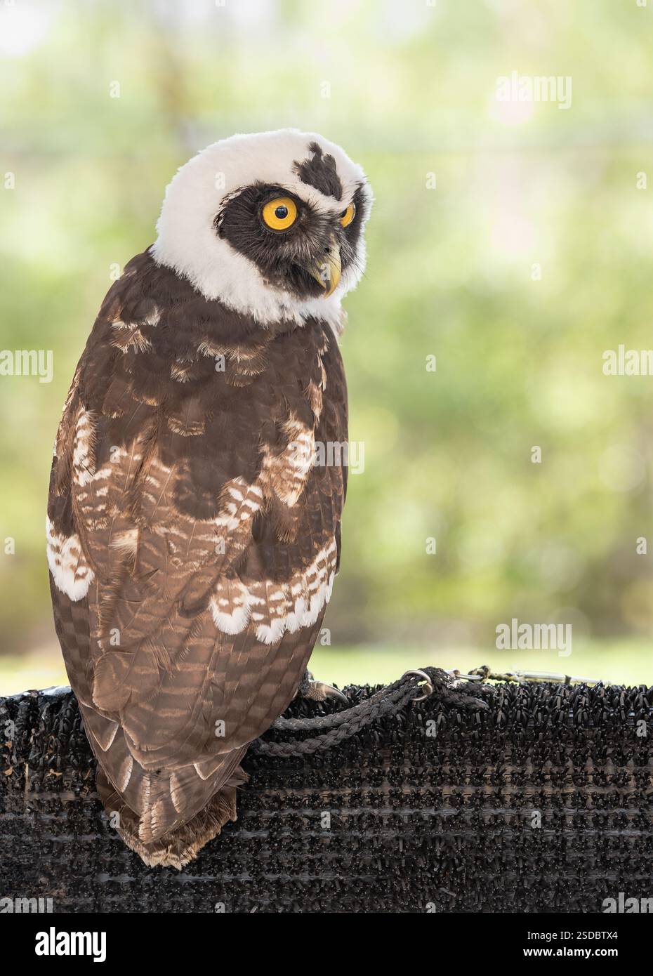 Weston, Florida USA - 25 agosto 2018: Incontro con gli animali con il gufo spettrale al Sawgrass Recreation Park, un'attrazione che offre escursioni in idroscivolante nell'Evergl Foto Stock