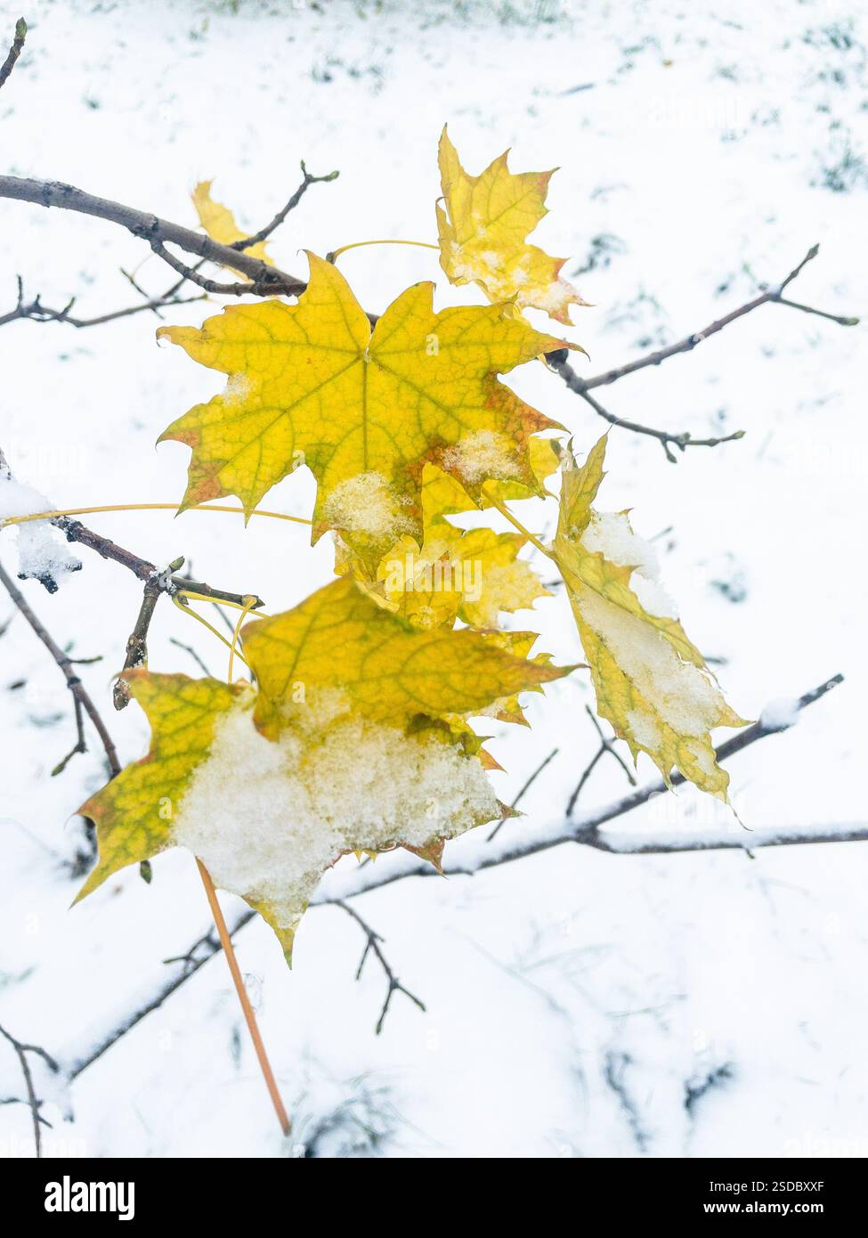 Foglie d'acero giallo sul ramo ricoperto di neve. Sfondo invernale nevicato Foto Stock
