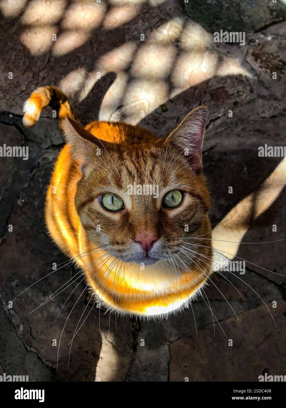 Gatto arancione Foto Stock