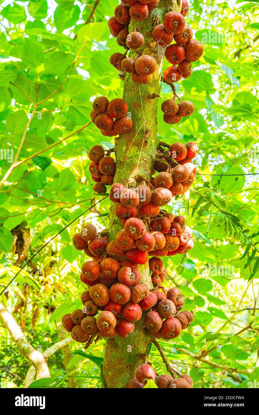 Albero di fico con grappoli di frutta matura in una foresta tropicale Foto Stock