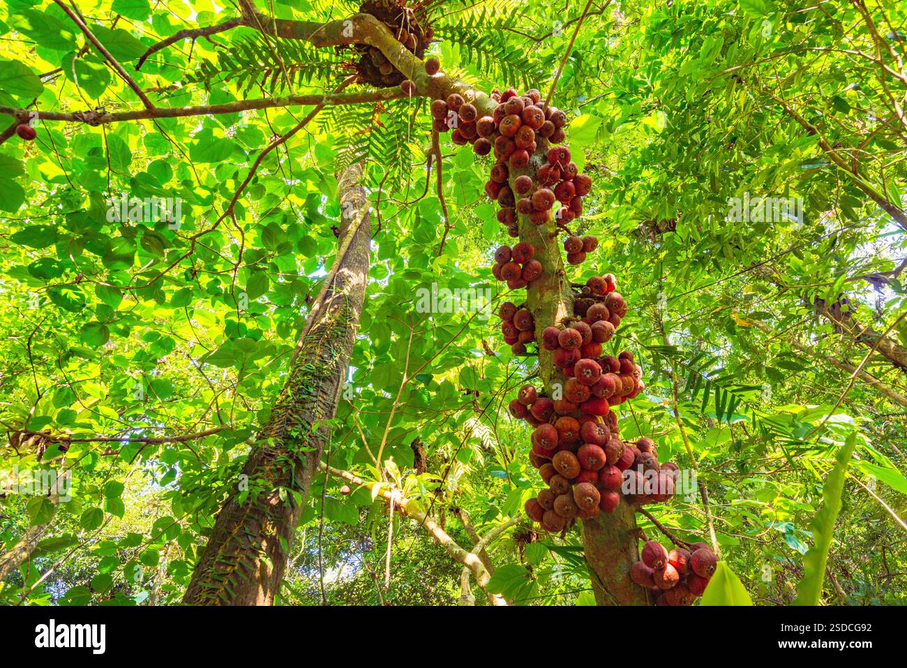 Albero di fico con grappoli di frutta matura in una foresta tropicale Foto Stock
