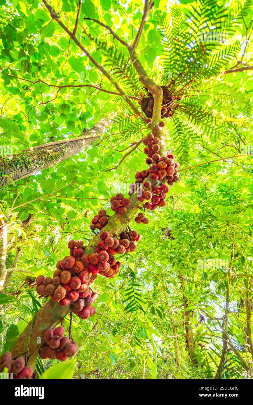 Albero di fico con grappoli di frutta matura in una foresta tropicale Foto Stock