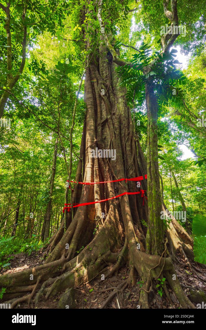 Albero antico con radici e viti tortuose in una fitta foresta tropicale Foto Stock Albero antico con radici e viti tortuose in una fitta foresta tropicale Foto Stock