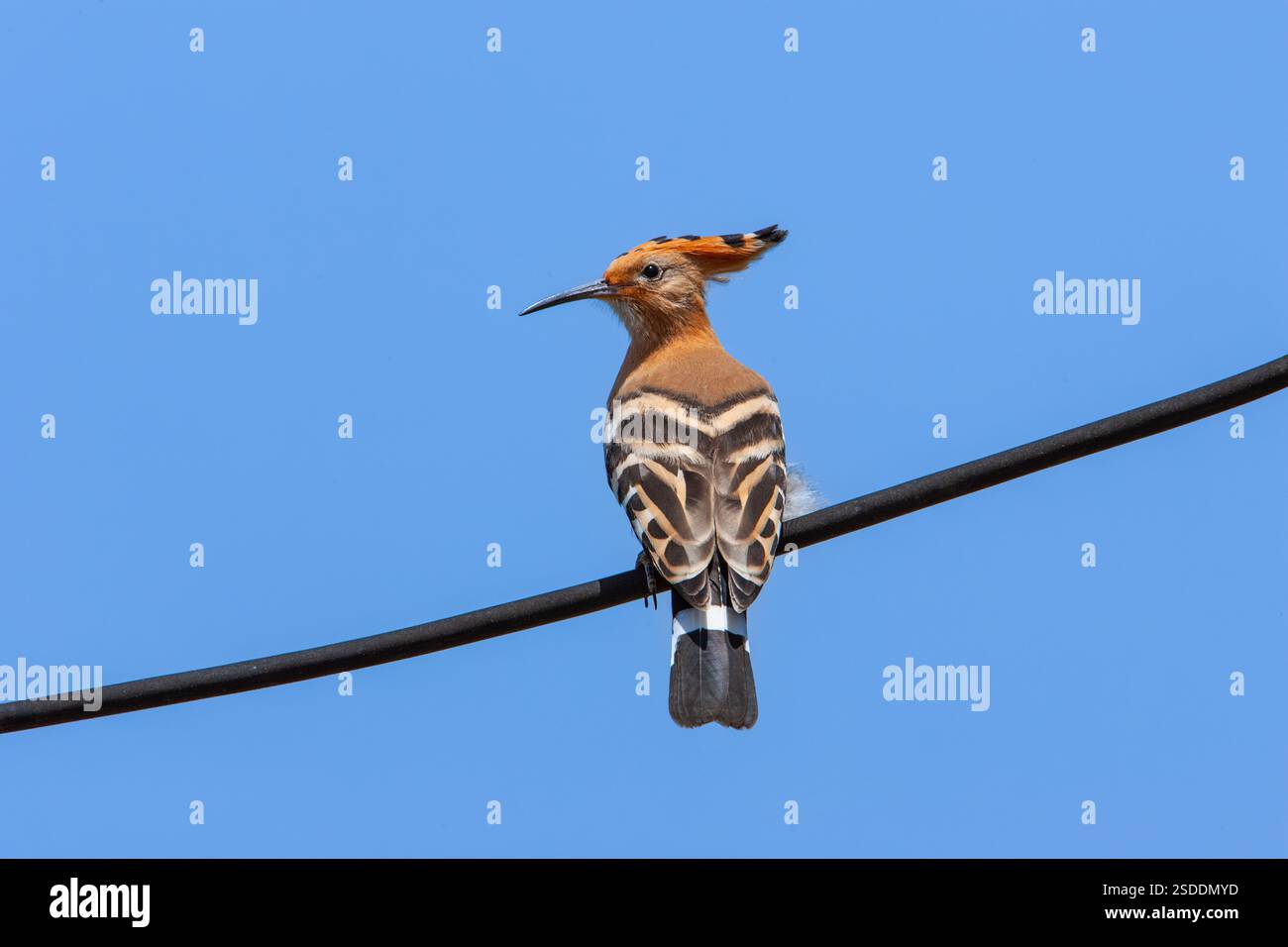 Hoopoe eurasiatico (Upupa epops). Questo uccello si trova in tutta Europa, Asia, Africa settentrionale e sub-sahariana e Madagascar. Migra verso regioni tropicali più calde in inverno. Abita terreni coltivati con erba corta dove caccia insetti e vermi. Raggiunge 25-29 centimetri di lunghezza con un'apertura alare di circa 48 centimetri. Fotografato in Israele. Foto Stock