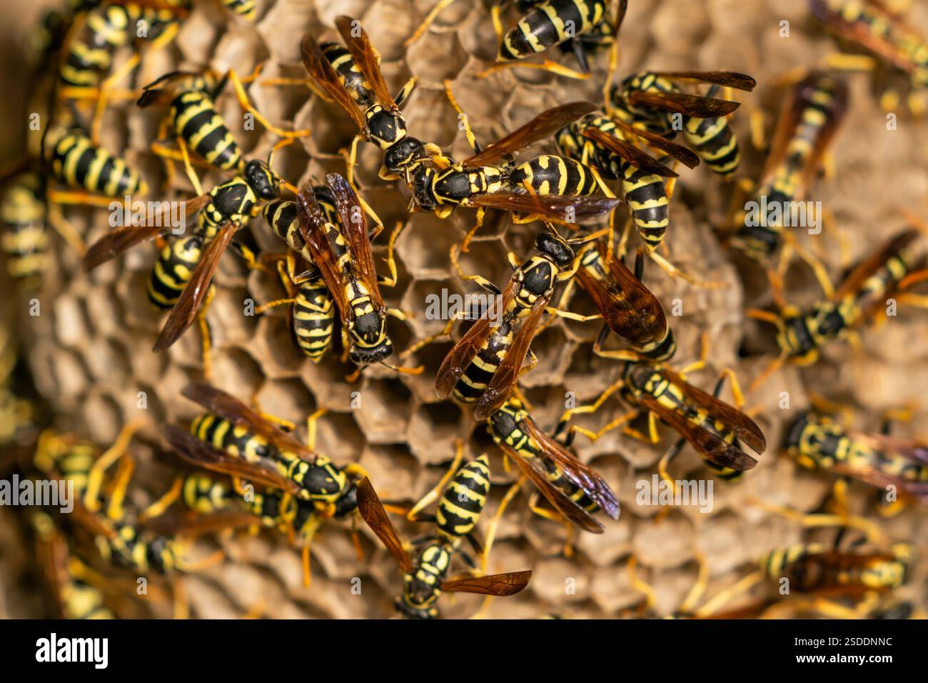 Vespe di carta europee (Polistes dominula) sul loro nido. Queste vespe sono insetti sociali che producono colonie annuali nei nidi di carta. Le vespe raccolgono fibre di legno morto e steli di piante, che vengono mescolate con la saliva per produrre un materiale cartaceo utilizzato per costruire un nido resistente all'acqua. Le singole colonie vengono istituite di recente ogni primavera. Queste vespe sono predatori di caterpillars e di altri insetti. Fotografato in Israele ad agosto. Foto Stock