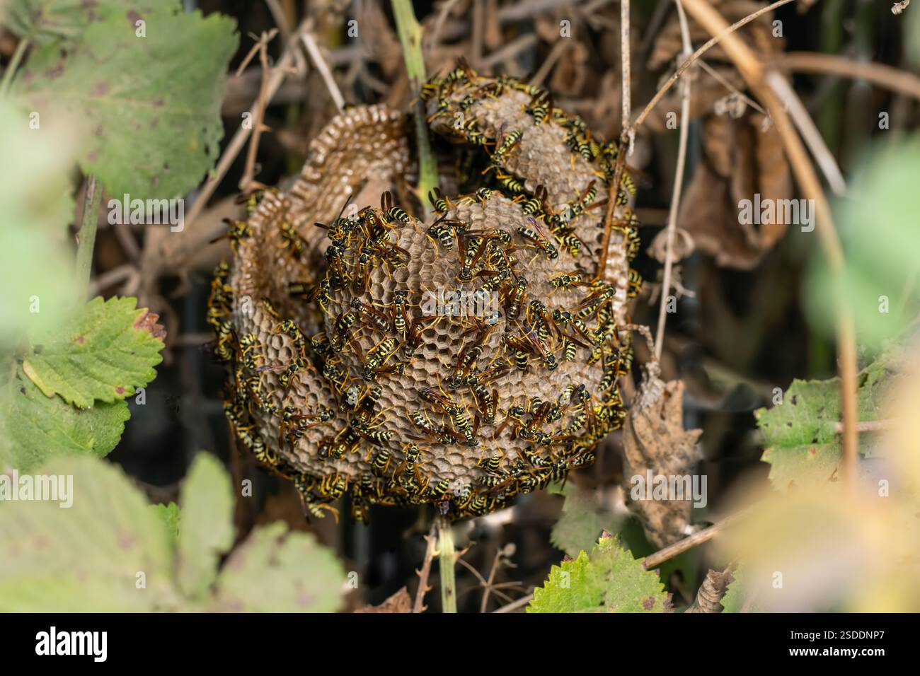 Vespe di carta europee (Polistes dominula) sul loro nido. Queste vespe sono insetti sociali che producono colonie annuali nei nidi di carta. Le vespe raccolgono fibre di legno morto e steli di piante, che vengono mescolate con la saliva per produrre un materiale cartaceo utilizzato per costruire un nido resistente all'acqua. Le singole colonie vengono istituite di recente ogni primavera. Queste vespe sono predatori di caterpillars e di altri insetti. Fotografato in Israele ad agosto. Foto Stock
