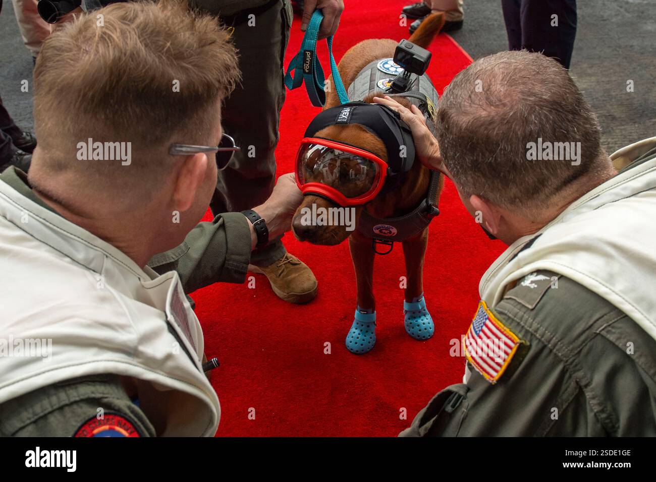 241218-N-FS097-1414 PHILIPPINE SEA (18 dicembre 2024) Rear Adm. Michael Wosje, Left, Comandante, Carrier Strike Group ONE, e Capt. Matthew Thomas, Comandante della portaerei classe Nimitz USS Carl Vinson (CVN 70), Welcome Rudder, un cane da ospedale psichiatrico, a bordo della nave, 18 dicembre 2024. Vinson, l'ammiraglia del Carrier Strike Group ONE, sta conducendo operazioni di routine nell'area delle operazioni della 7th Fleet Foto Stock