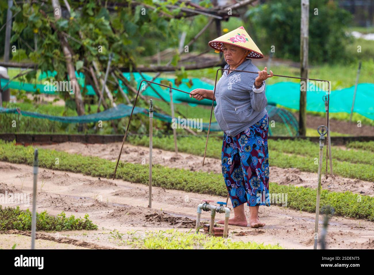 Una donna che si occupa del suo orto al tra Que Vegetable Village, Hoi An, Vietnam, mercoledì 6 novembre, 2024. foto: David Rowland / One-Image. Foto Stock