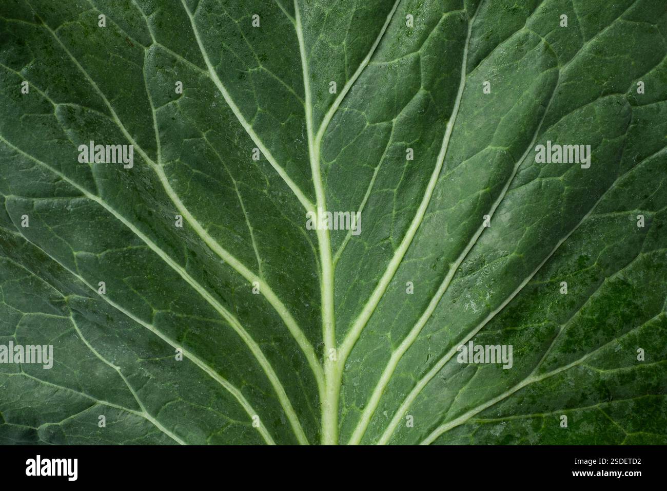 Primo piano di consistenza foglie di verdura di cavolo verde fresco Foto Stock