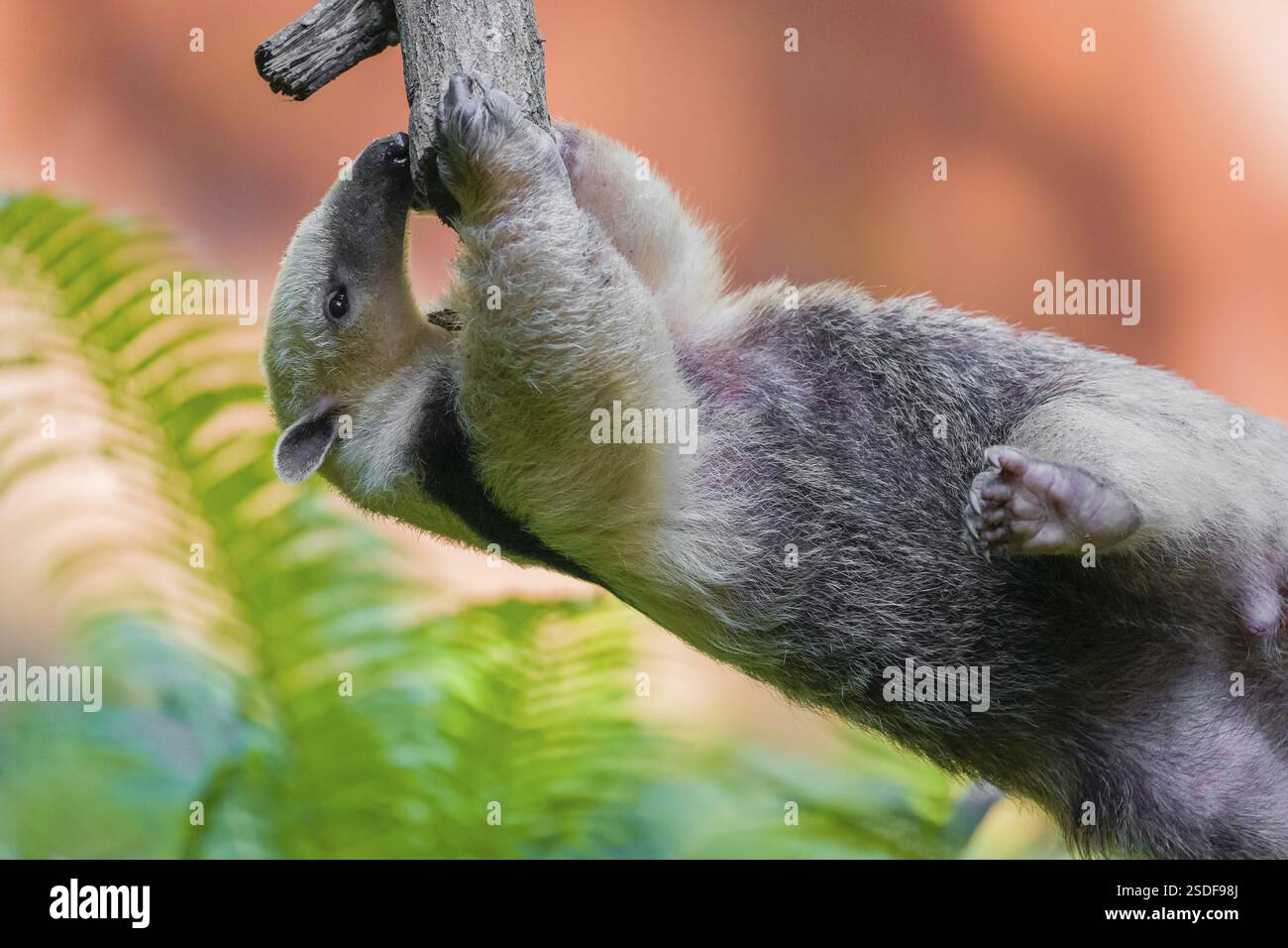 Un tamandua meridionale (Tamandua tetradactyla), sale in modo artistico in un albero in una foresta Foto Stock