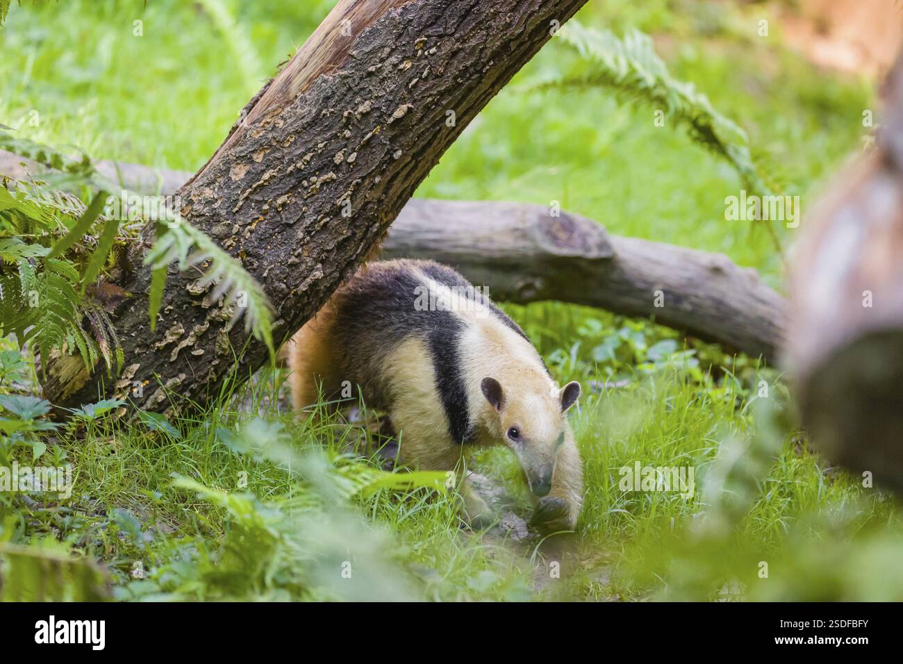 Un tamandua meridionale (Tamandua tetradactyla), cammina attraverso un fitto sottobosco di una foresta Foto Stock