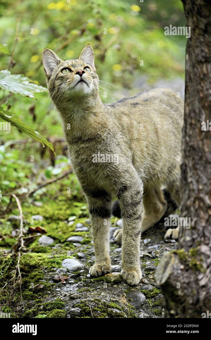gatto selvatico europeo o gatto forestale (Felis silvestris), prigioniero, Svizzera, Europa Foto Stock