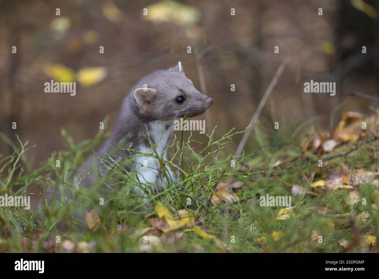 Una martora di faggio (Martes foina) che attraversa una foresta di pini. Alberi e sottobosco intorno Foto Stock