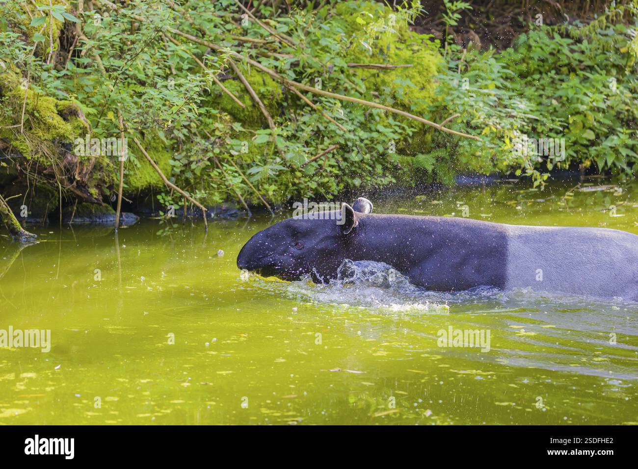Un tapir malese (Acrocodia indica) sorge nell'acqua di un fiume vicino alla riva. Stato di conservazione IUCN: In pericolo. Scuote la testa a ge Foto Stock