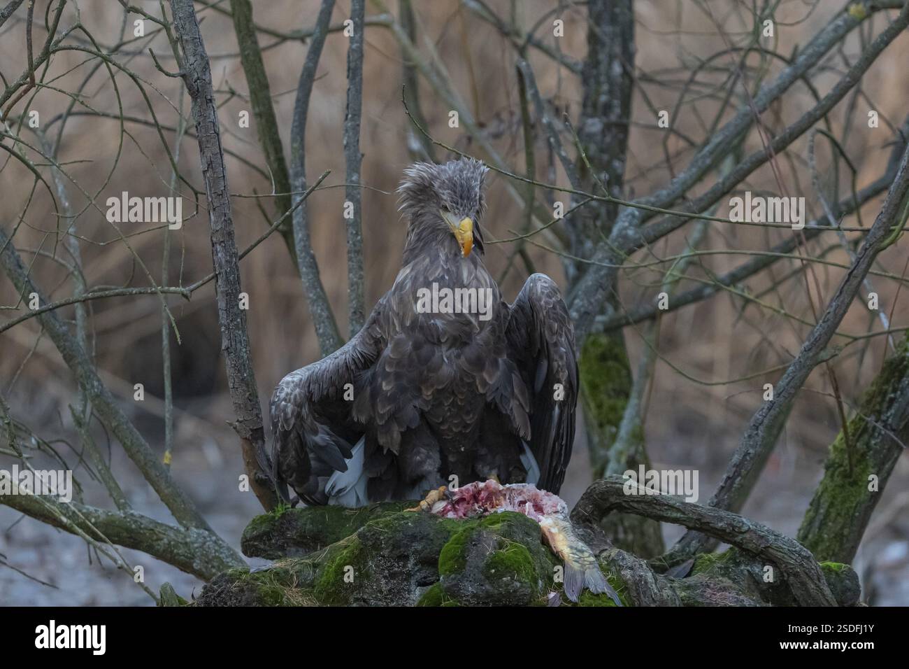 Un'aquila dalla coda bianca (Haliaeetus albicilla) seduta su una piccola amaca che si nutre su una carpa comune. Caduta del fogliame in luce tardiva sullo sfondo Foto Stock