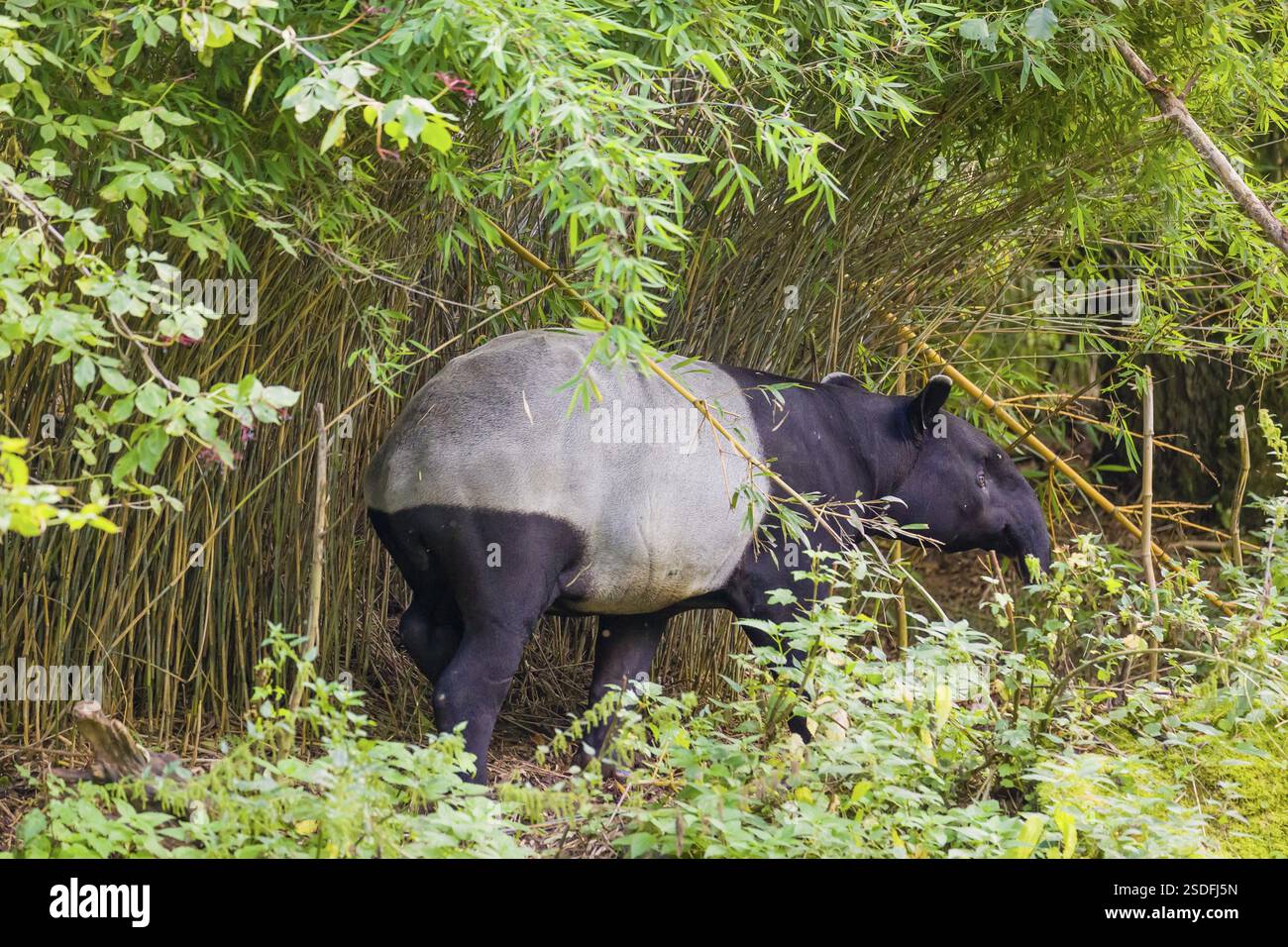 Un tapir malese (Acrocodia indica) si trova nella fitta vegetazione ripariale di un fiume Foto Stock