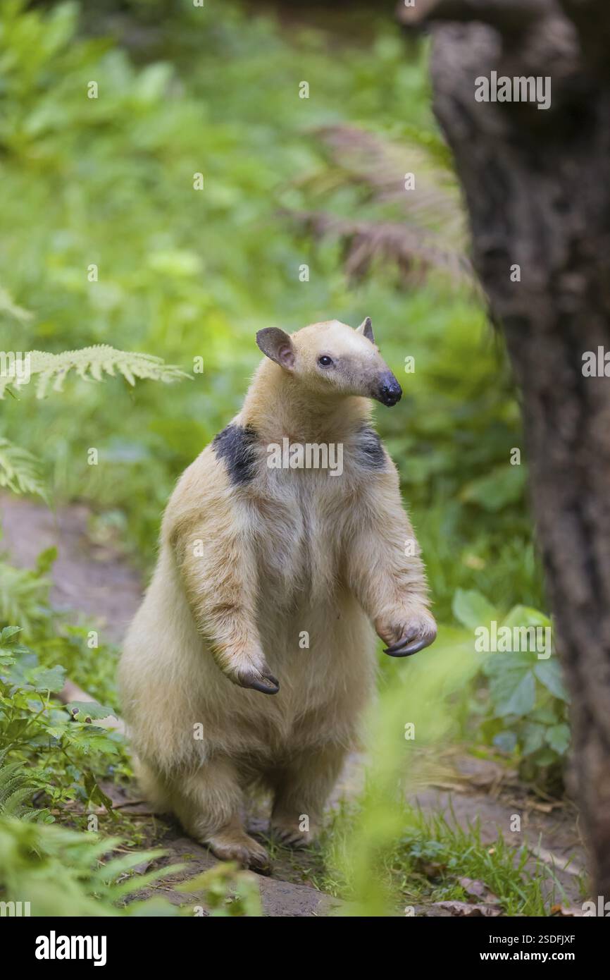 Un tamandua meridionale (Tamandua tetradactyla), in piedi alto, annusare qualcosa Foto Stock
