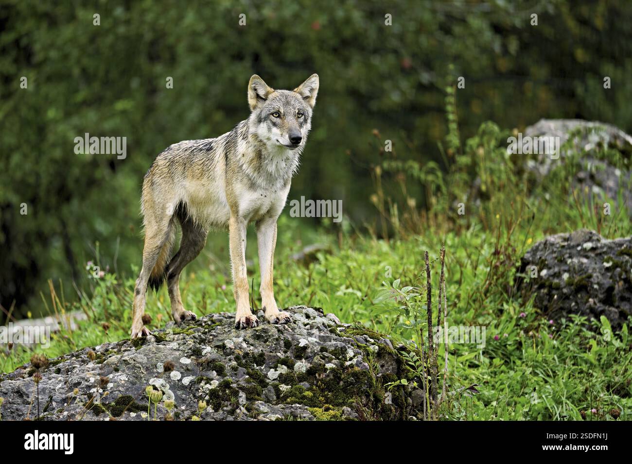 Lupo grigio europeo (Canis lupus lupus), vecchio animale in piedi sulla roccia, prigioniero, Svizzera, Europa Foto Stock