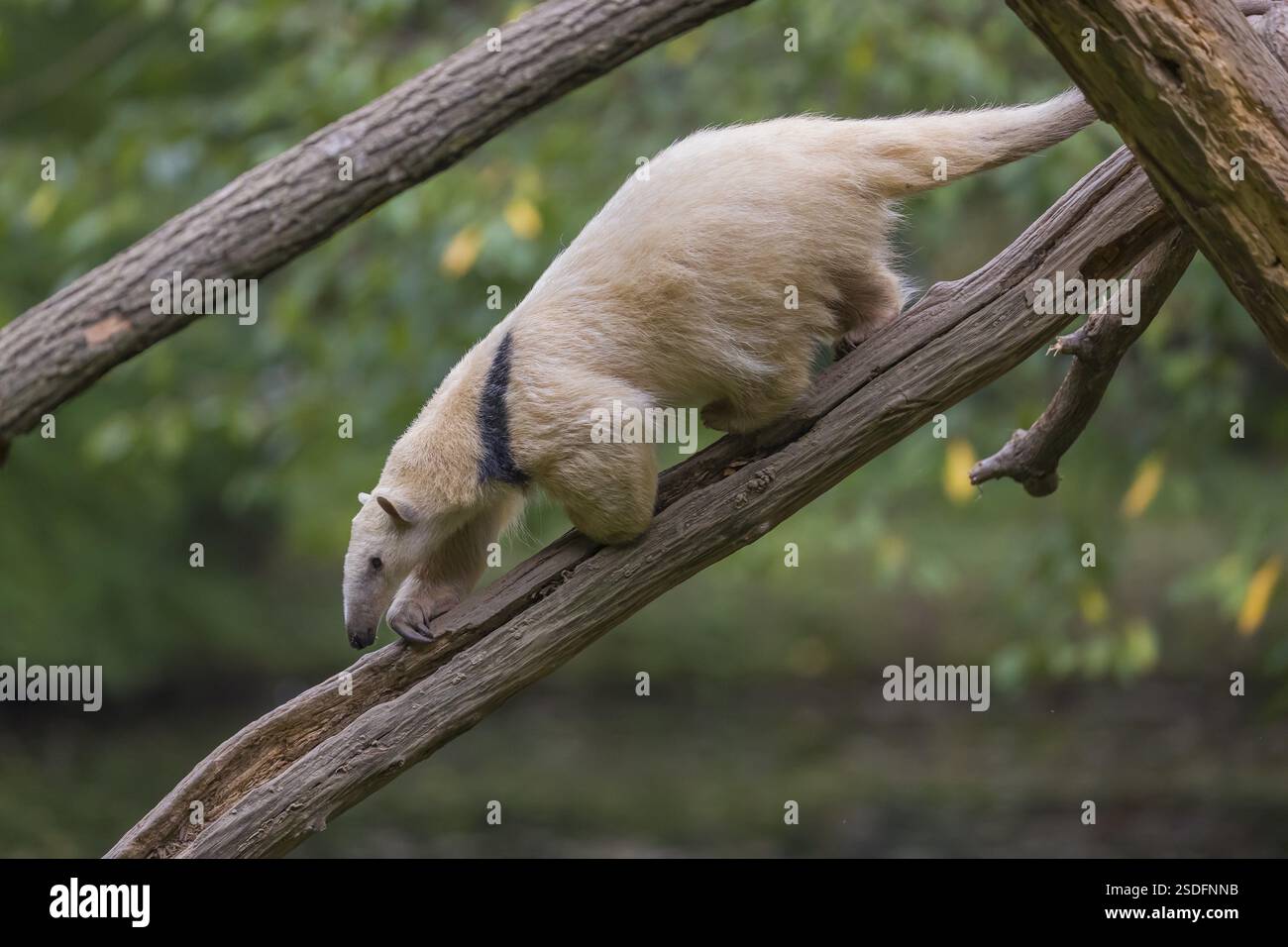 Un tamandua meridionale (Tamandua tetradactyla), che cammina lungo un ramo morto in una foresta Foto Stock
