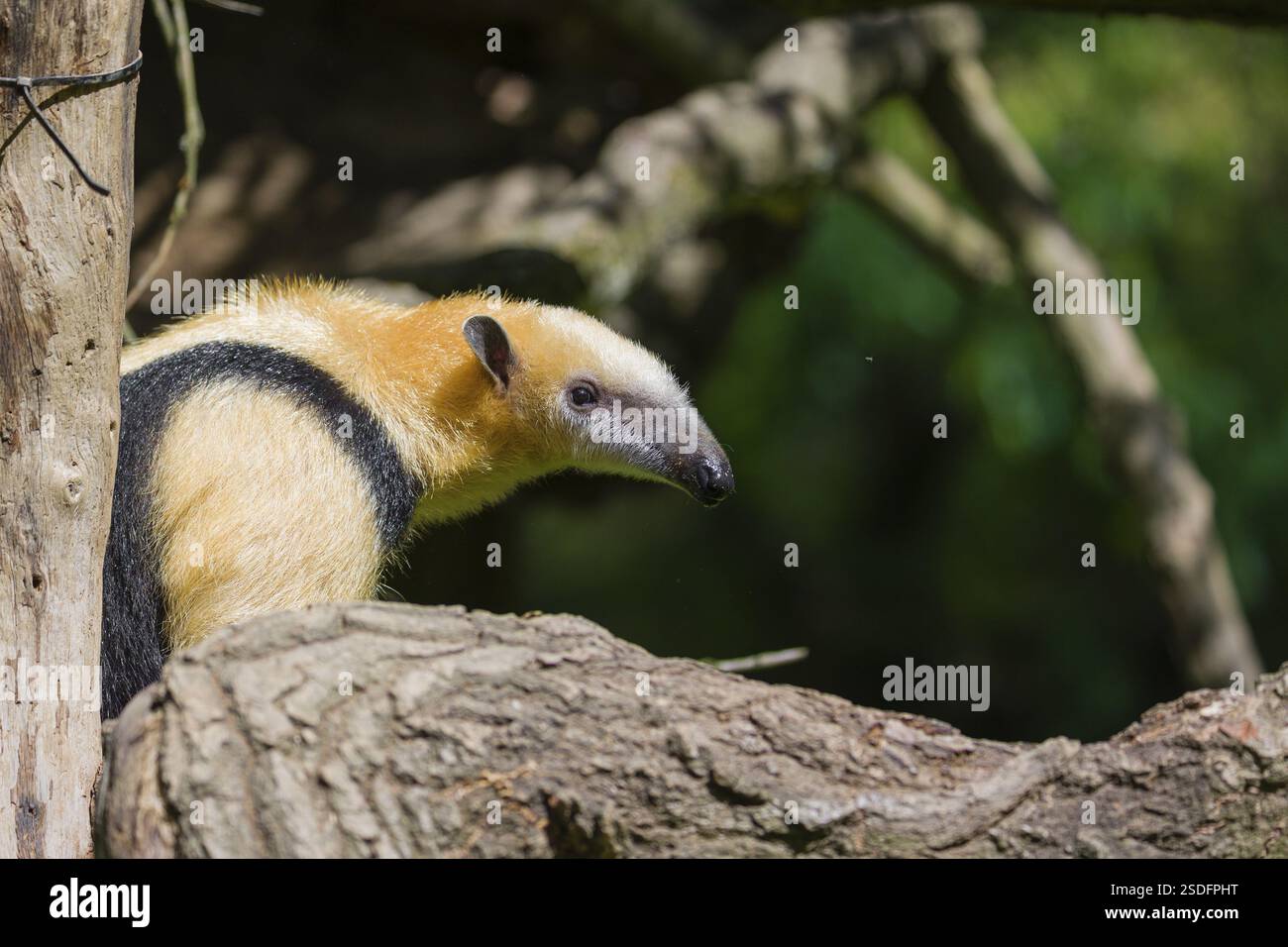 Un tamandua meridionale (Tamandua tetradactyla), siede su un albero, guardando i dintorni Foto Stock
