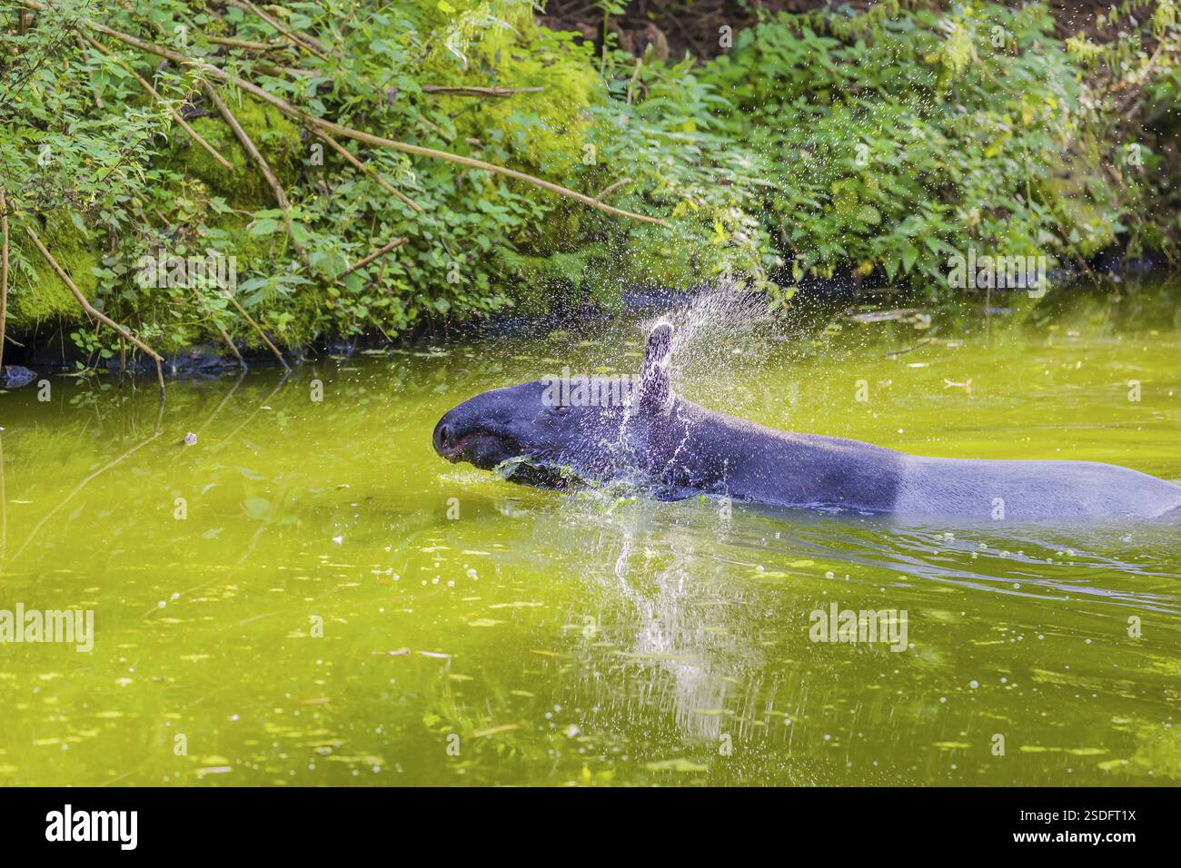 Un tapir malese (Acrocodia indica) sorge nell'acqua di un fiume vicino alla riva. Stato di conservazione IUCN: In pericolo. Scuote la testa a ge Foto Stock