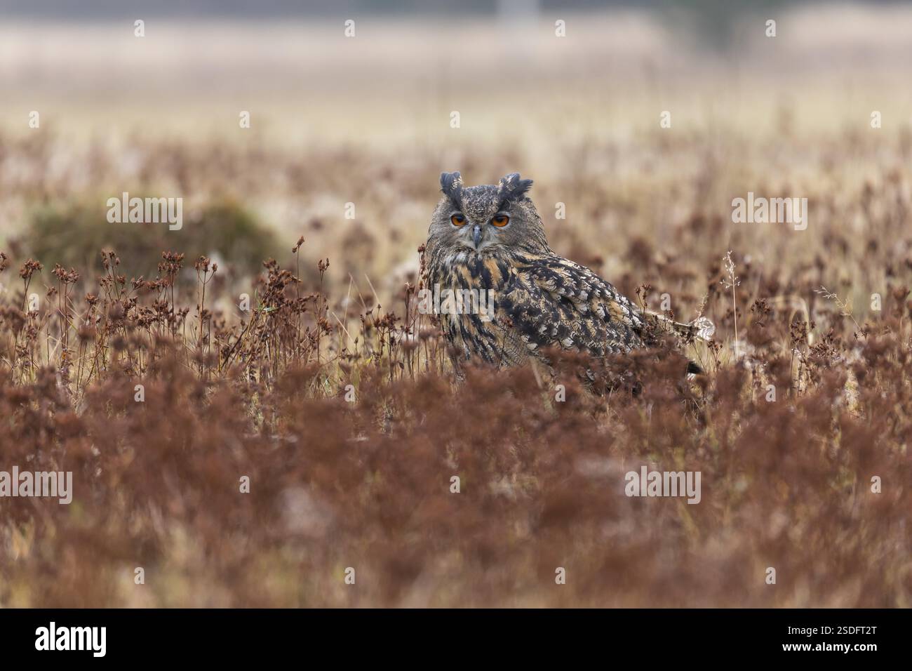 Una donna eurasiatica gufo, bubo bubo bubo, seduta su un prato. Leggera nebbia. Una foresta sullo sfondo. Colori autunnali Foto Stock