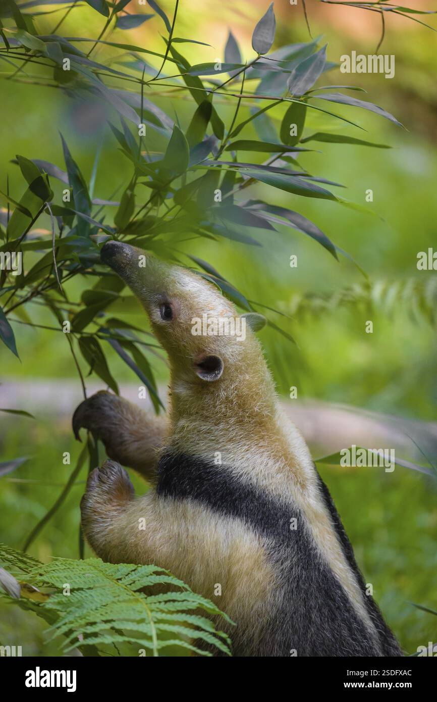 Un tamandua meridionale (Tamandua tetradactyla) cerca cibo Foto Stock