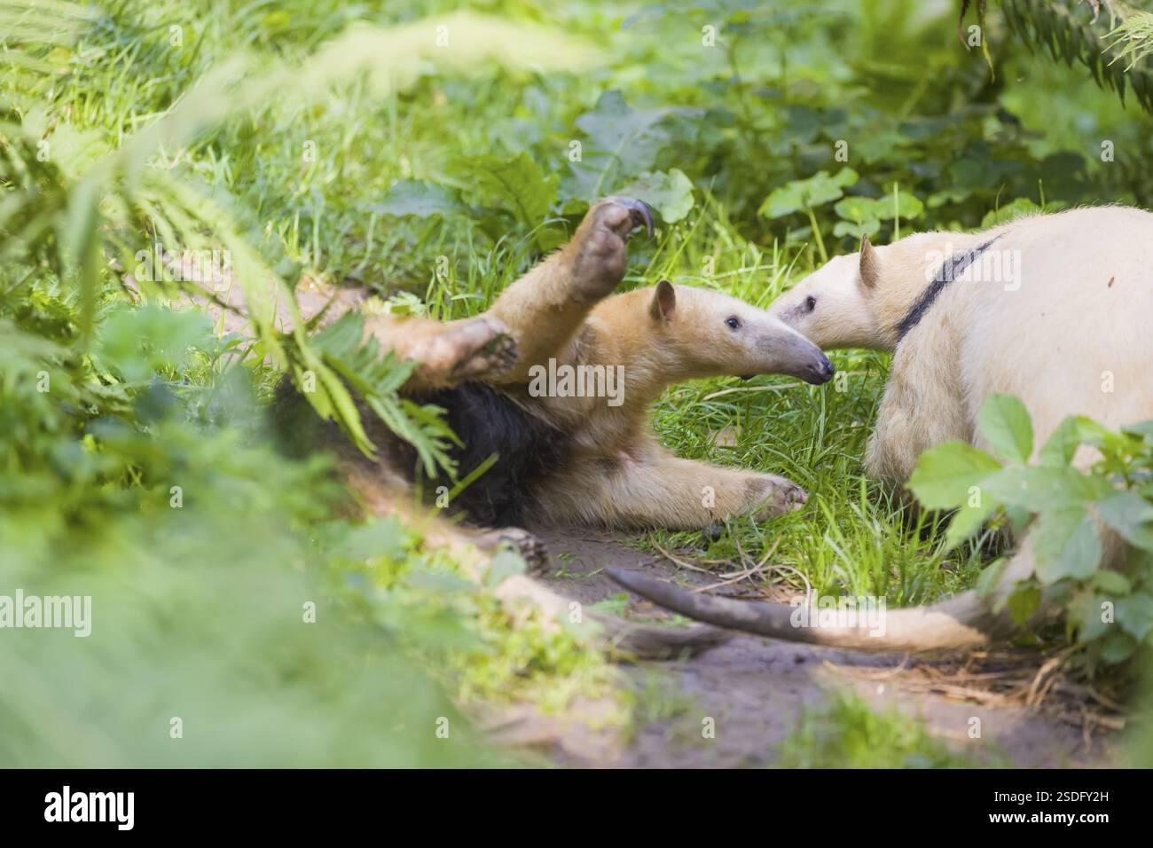 Un tamandua meridionale (Tamandua tetradactyla), alto, in posizione difensiva Foto Stock