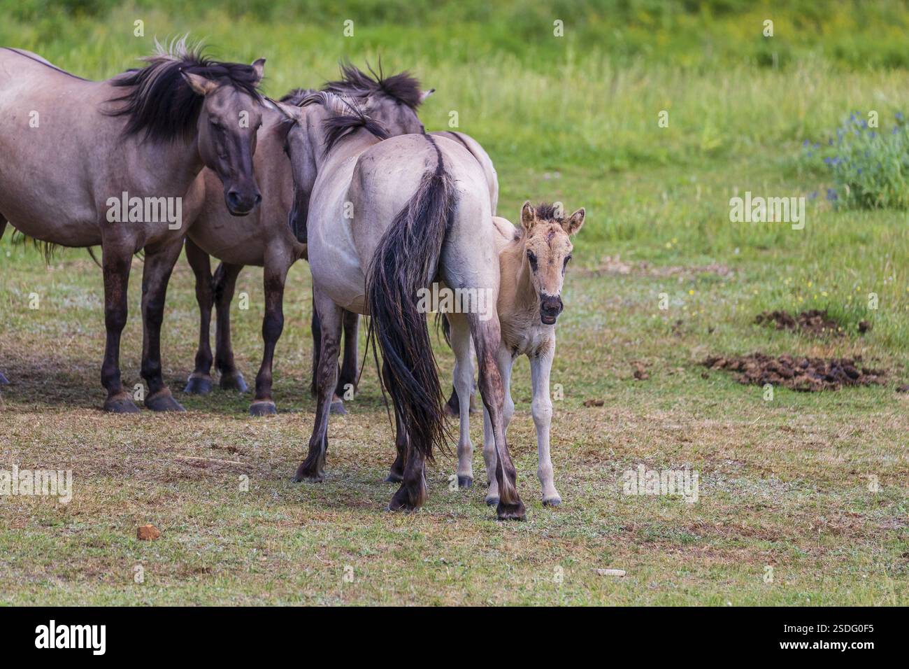 Una mandria di teli (Equus ferus) si trova in una radura nella riserva di cavalli tarpan della Masuria, appartenente alla stazione scientifica di Popielno, Masuria, No Foto Stock