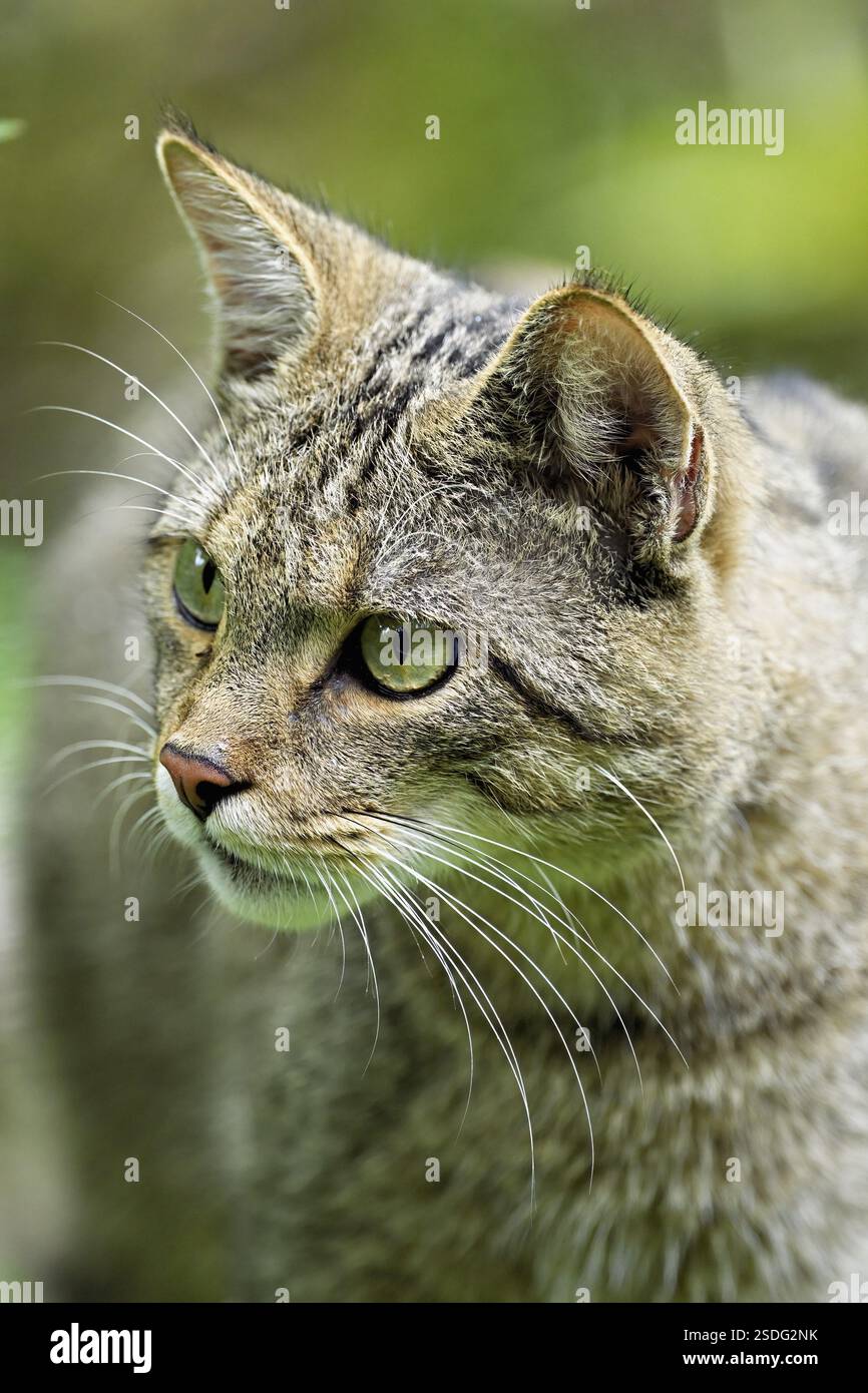 gatto selvatico europeo o gatto forestale (Felis silvestris), prigioniero, Svizzera, Europa Foto Stock