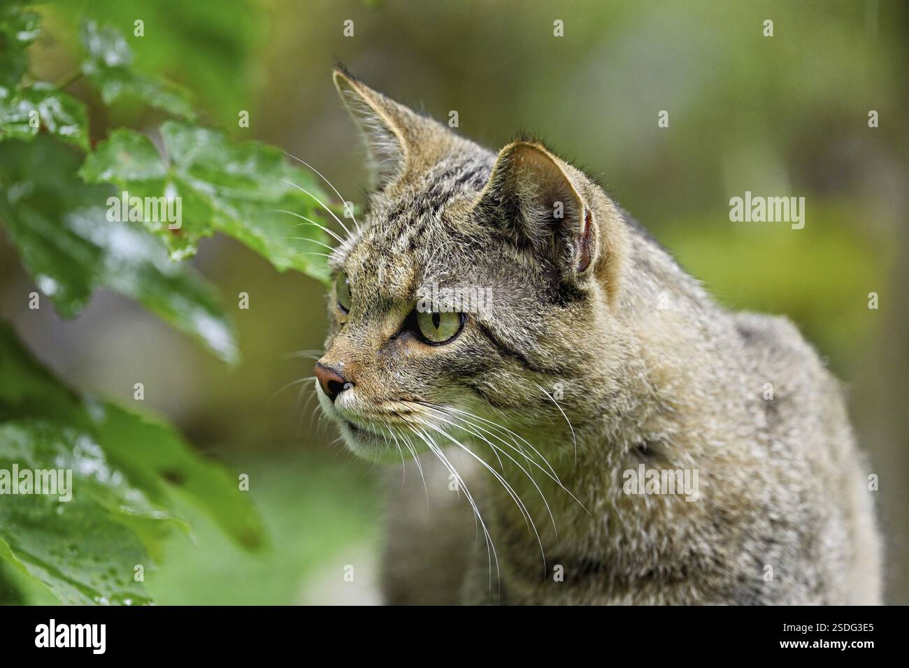 gatto selvatico europeo o gatto forestale (Felis silvestris), prigioniero, Svizzera, Europa Foto Stock