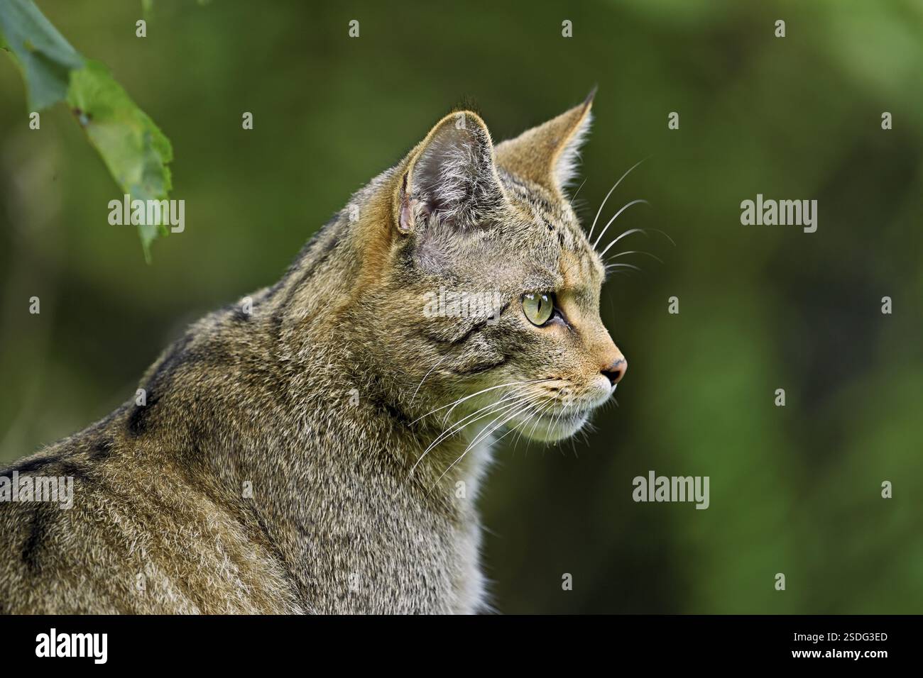 gatto selvatico europeo o gatto forestale (Felis silvestris), prigioniero, Svizzera, Europa Foto Stock