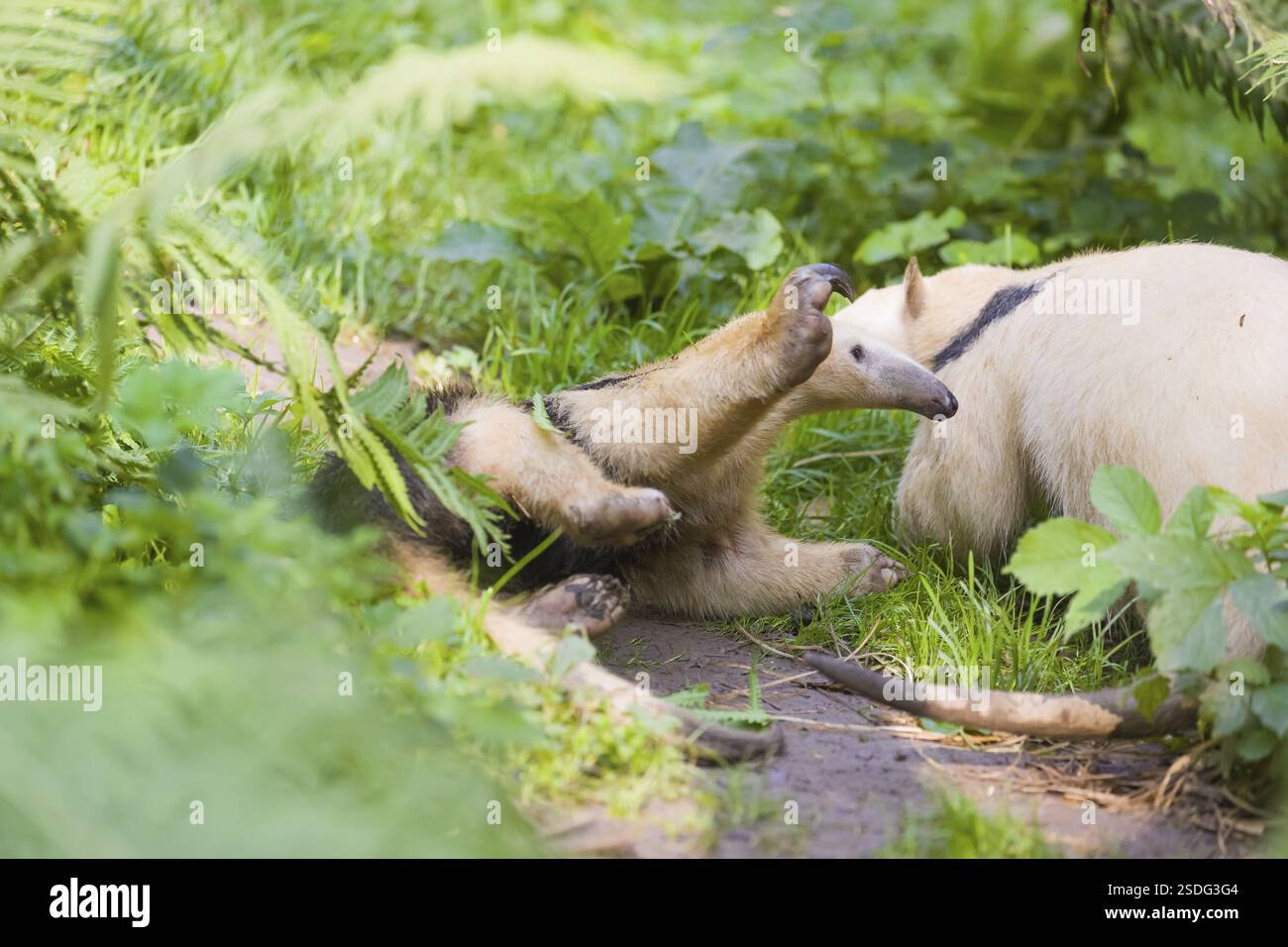 Un tamandua meridionale (Tamandua tetradactyla), alto, in posizione difensiva Foto Stock