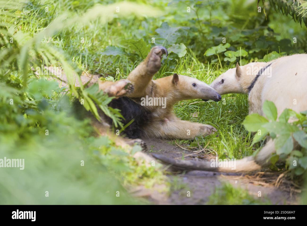 Un tamandua meridionale (Tamandua tetradactyla), alto, in posizione difensiva Foto Stock