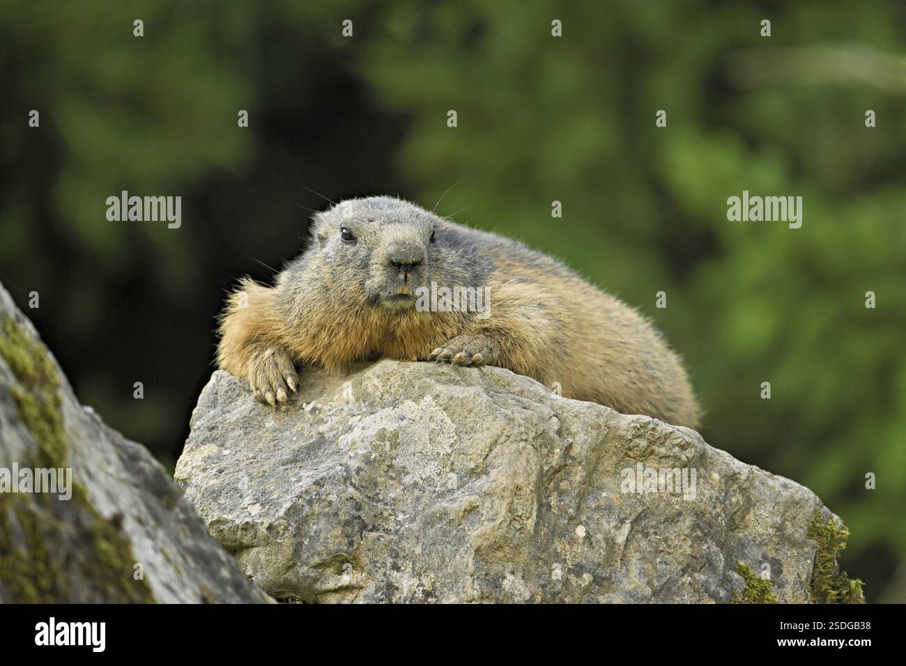 Marmotta alpina (Marmota marmota), seduta su rocce, Svizzera, Europa Foto Stock
