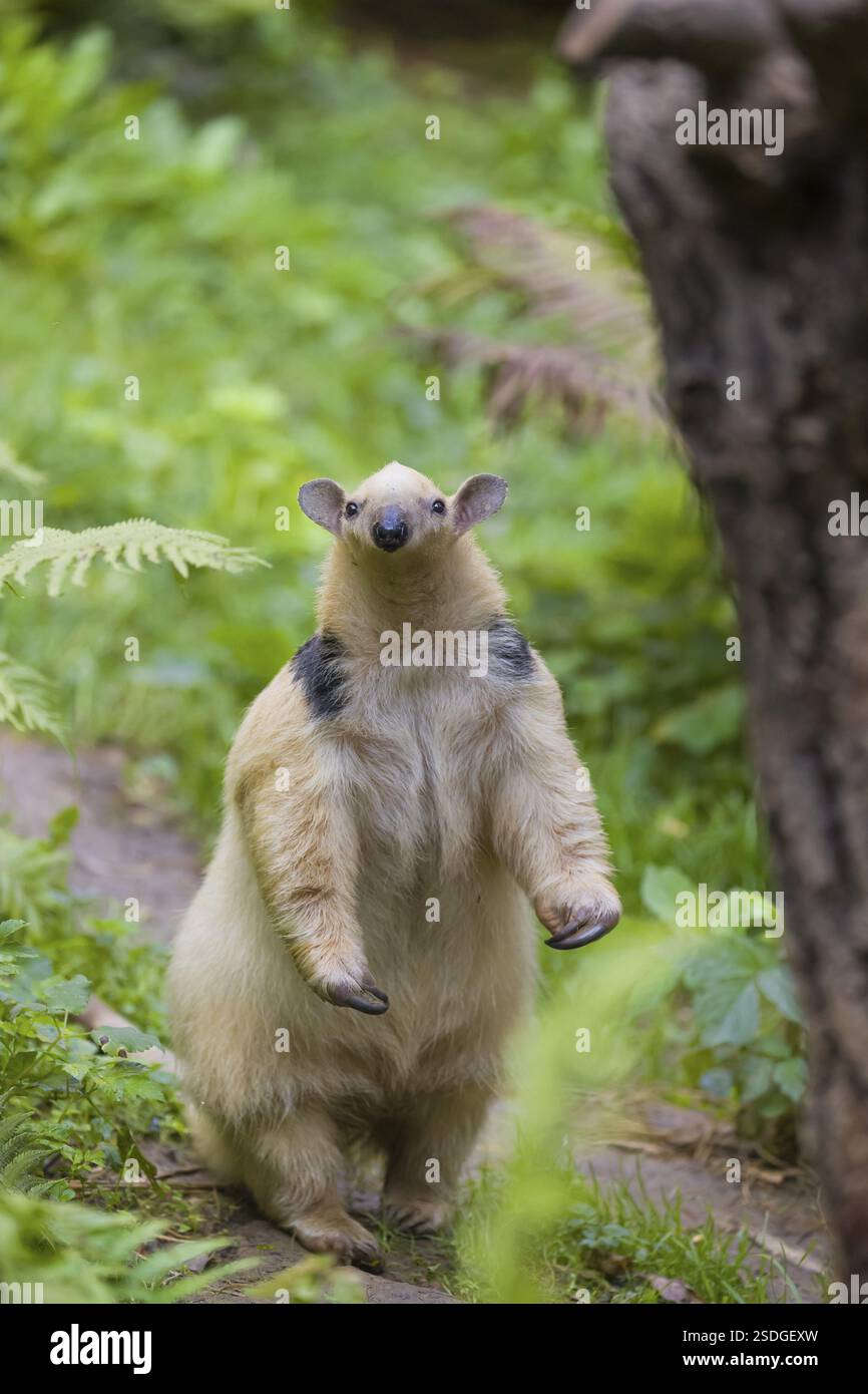 Un tamandua meridionale (Tamandua tetradactyla), in piedi alto, annusare qualcosa Foto Stock