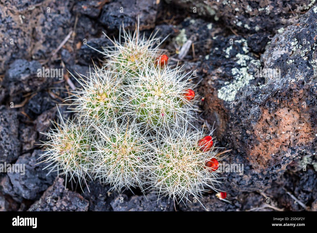 Splendidi cactus che crescono dall'antico flusso di lava. Al Monumento Nazionale di El Malpais a Grants New Mexico. Foto Stock