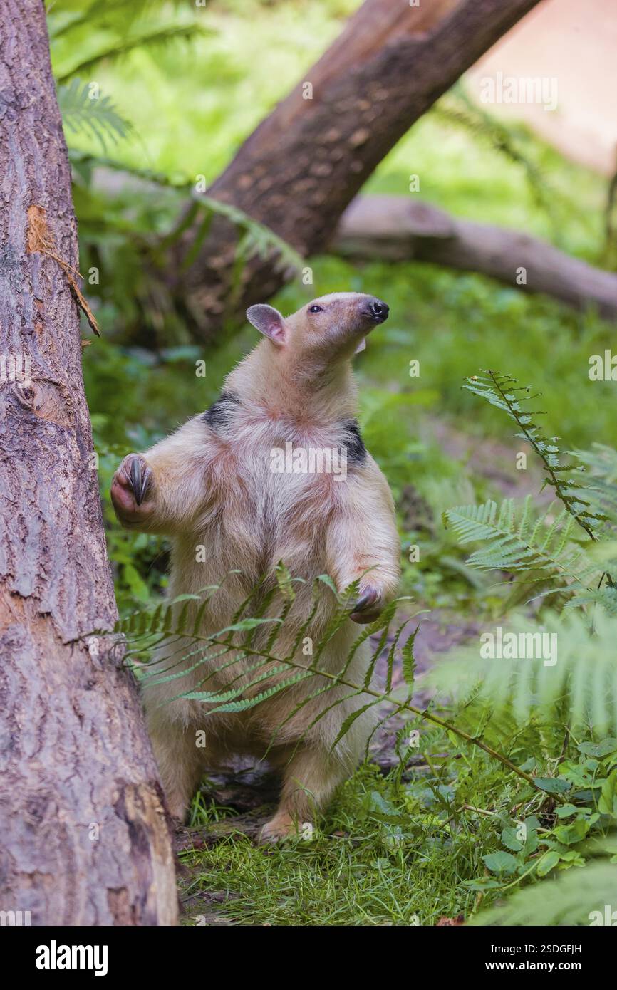 Un tamandua meridionale (Tamandua tetradactyla), si erge alto, in posizione difensiva Foto Stock
