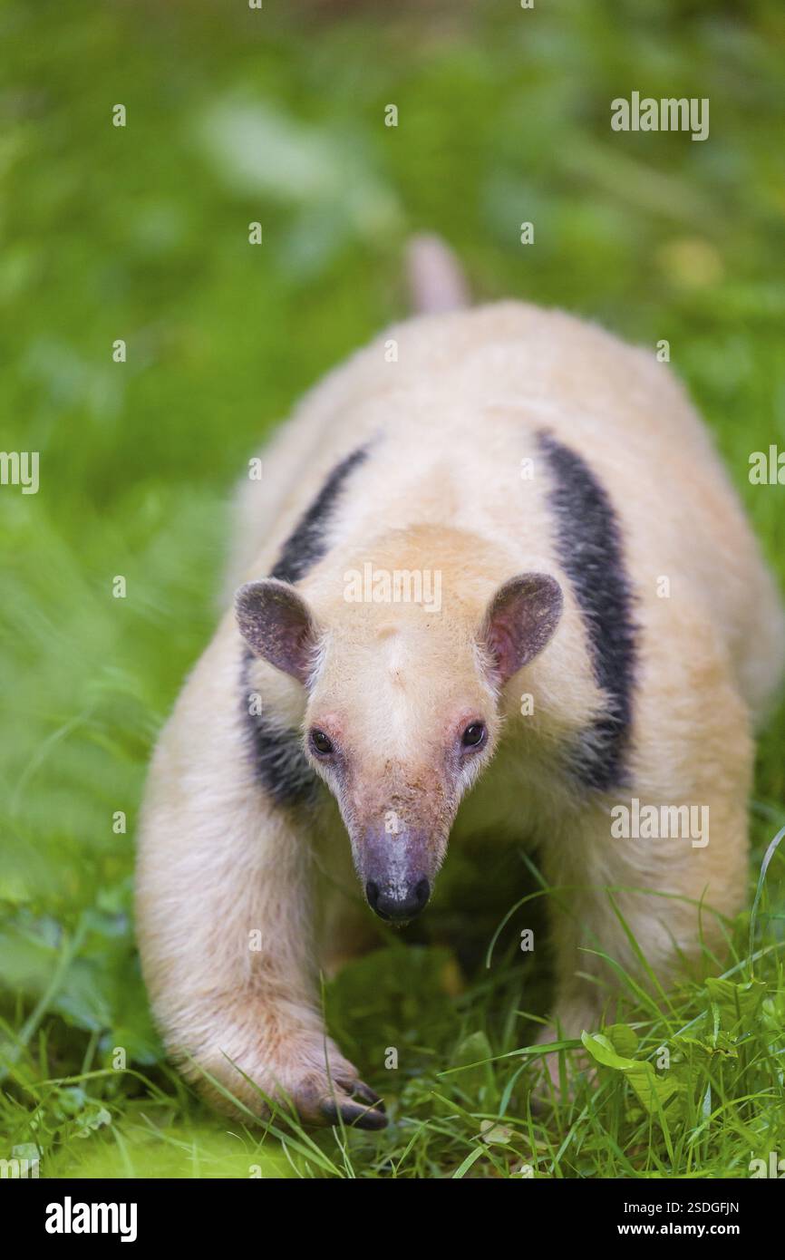 Un tamandua meridionale (Tamandua tetradactyla), cammina attraverso un fitto sottobosco di una foresta Foto Stock
