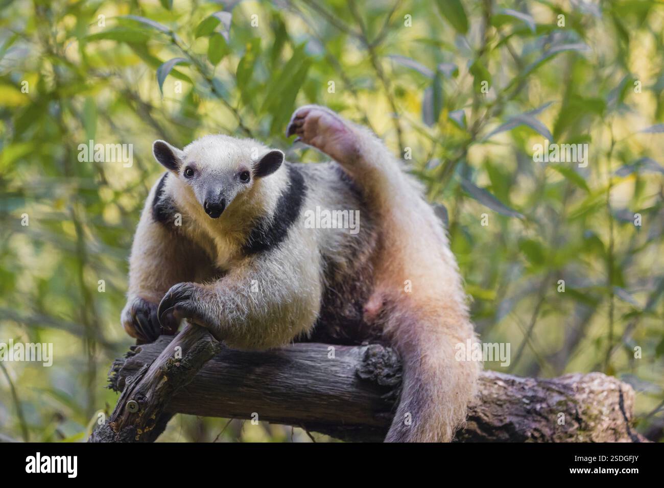 Un tamandua meridionale (Tamandua tetradactyla), sale su un albero in una foresta Foto Stock