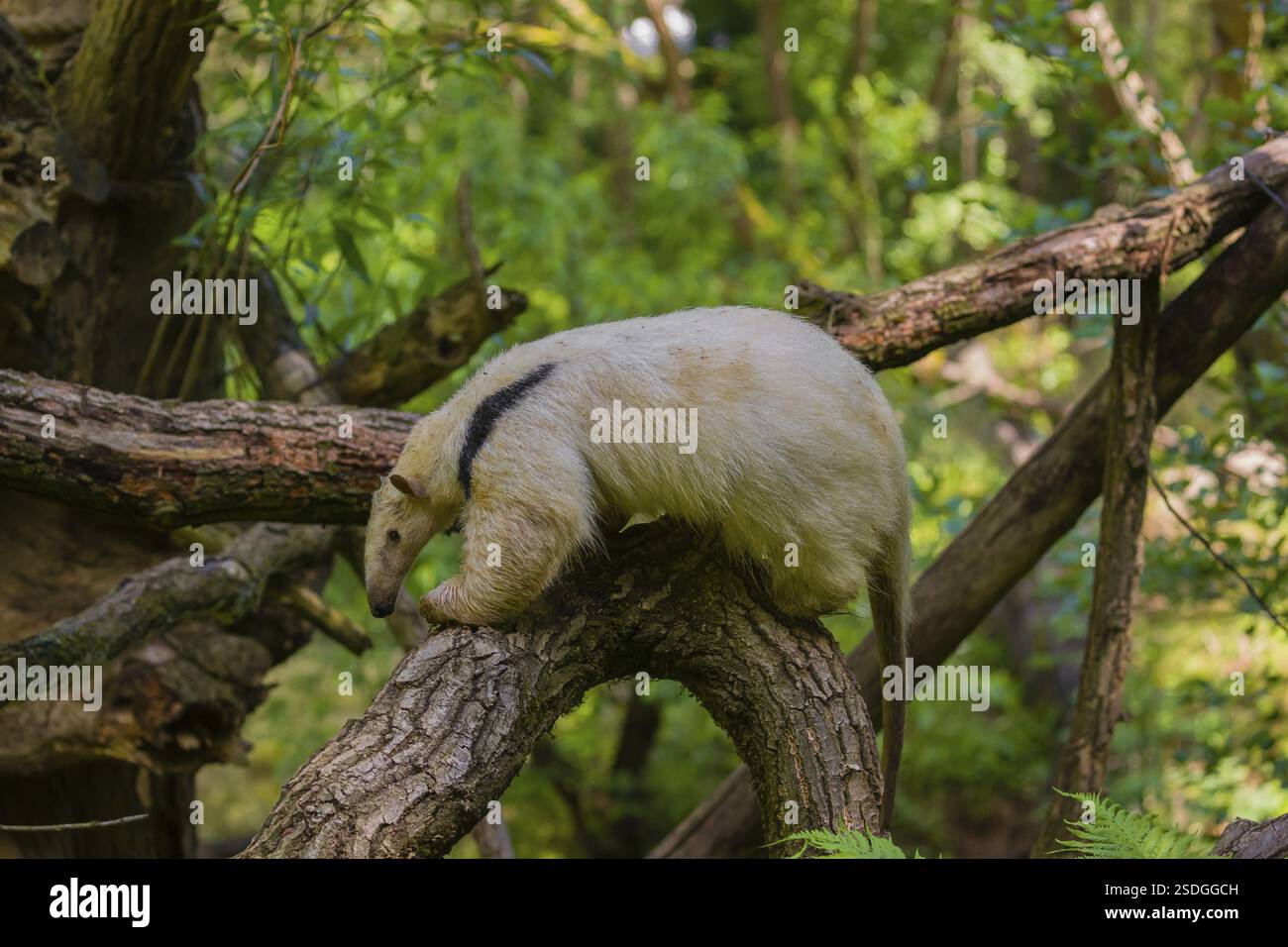 Un tamandua meridionale (Tamandua tetradactyla), sale in un albero in una foresta Foto Stock