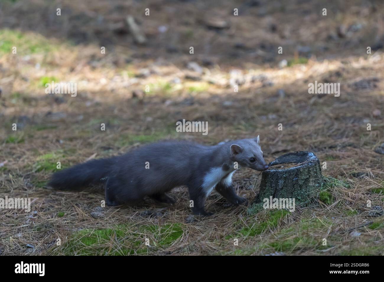 Una martora di faggio (Martes foina) che attraversa una foresta di pini. Alberi e sottobosco intorno Foto Stock
