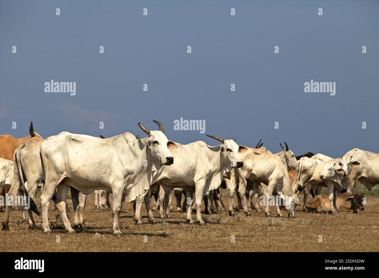 Un allevamento di bovini su una prateria costiera durante la stagione secca a Tosi, Pero Batang, Kodi, Sumba sudoccidentale, Nusa Tenggara orientale, Indonesia. Foto Stock Un allevamento di bovini su una prateria costiera durante la stagione secca a Tosi, Pero Batang, Kodi, Sumba sudoccidentale, Nusa Tenggara orientale, Indonesia. Foto Stock
