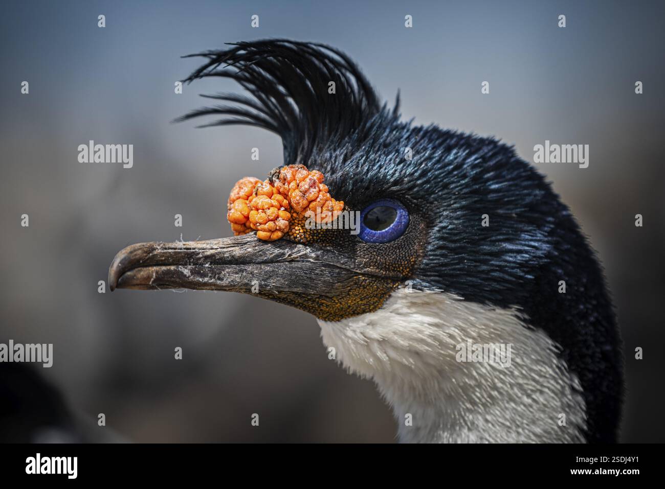 Cormorano dagli occhi blu (Phalacrocorax atriceps), anche scossa imperiale, ritratto, isola bleaker, isole Falkland, gran Bretagna, Atlantico meridionale, Sud Ame Foto Stock
