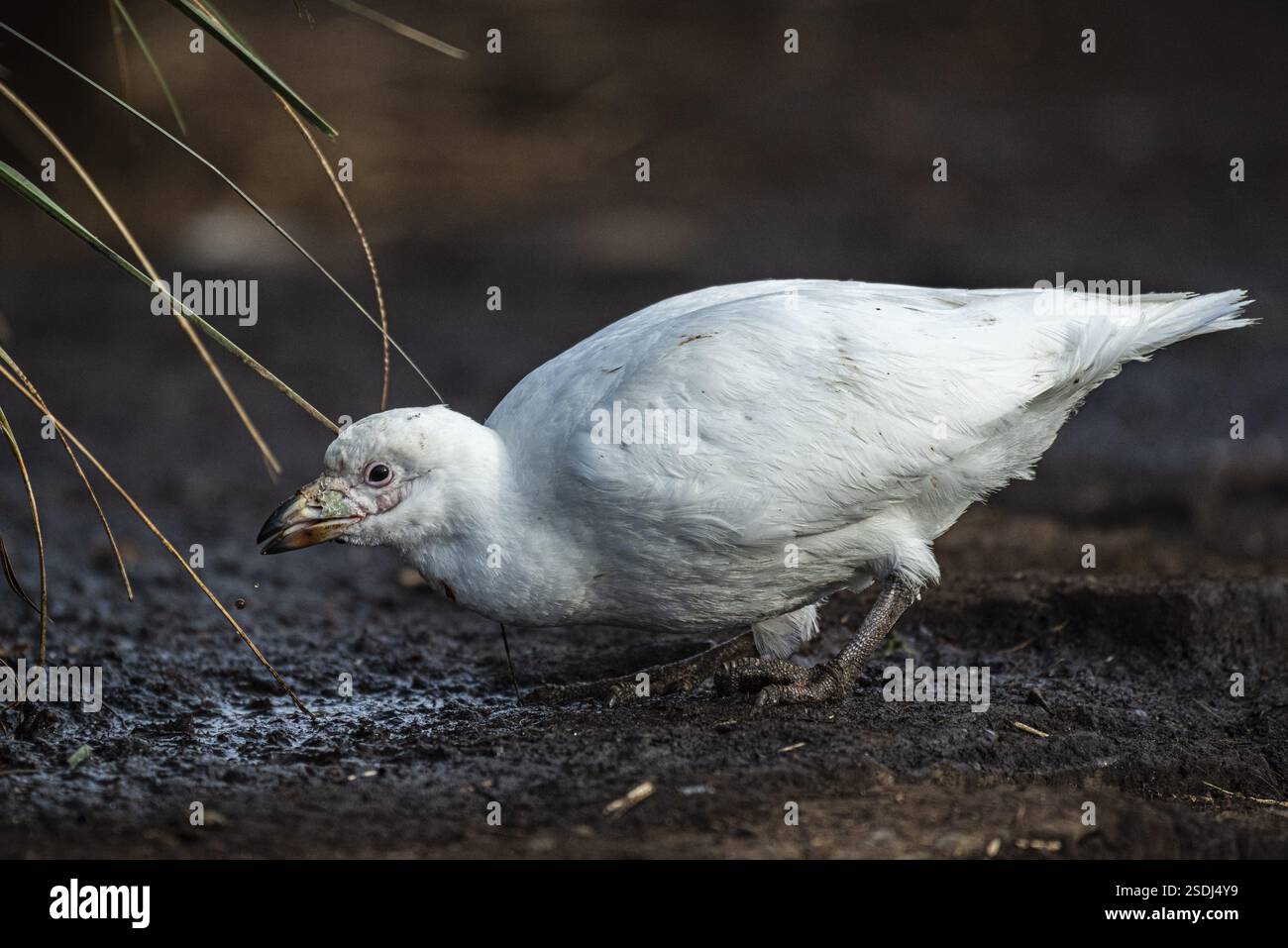 Becco bianco (Chionis alba), bere in una fonte d'acqua, Bleaker Island, Isole Falkland, Gran Bretagna, Atlantico meridionale, sud America Foto Stock