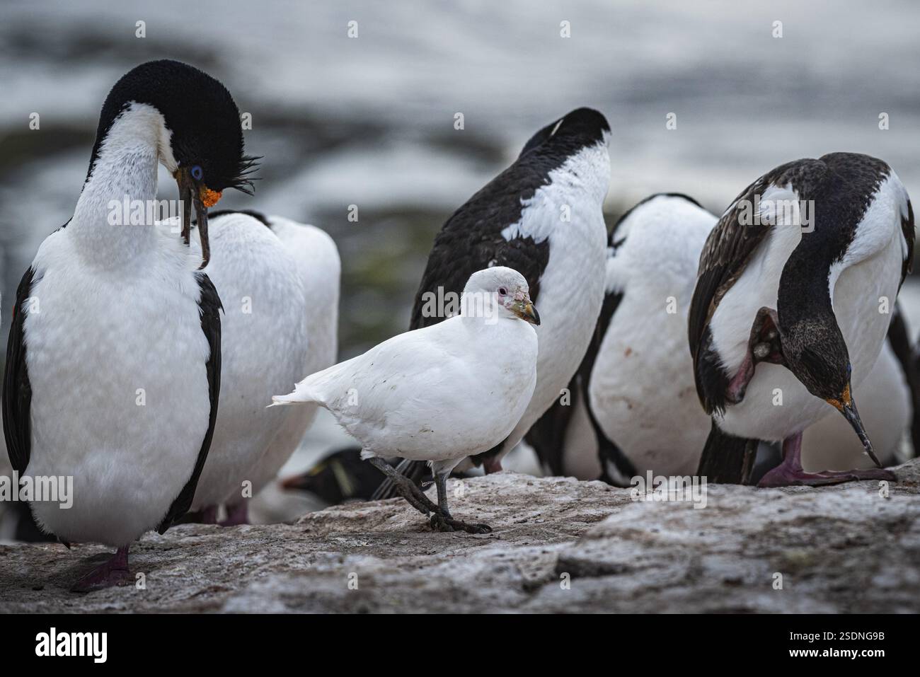 Becco bianco (Chionis alba) in una colonia di scogli dagli occhi blu (Phalacrocorax atriceps) Bleaker Island, Isole Falkland, Gran Bretagna, Sud A. Foto Stock
