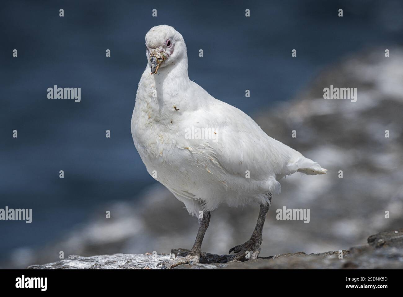 Becco bianco (Chionis alba), isola bleaker, isole Falkland, Gran Bretagna, Atlantico meridionale, sud America Foto Stock