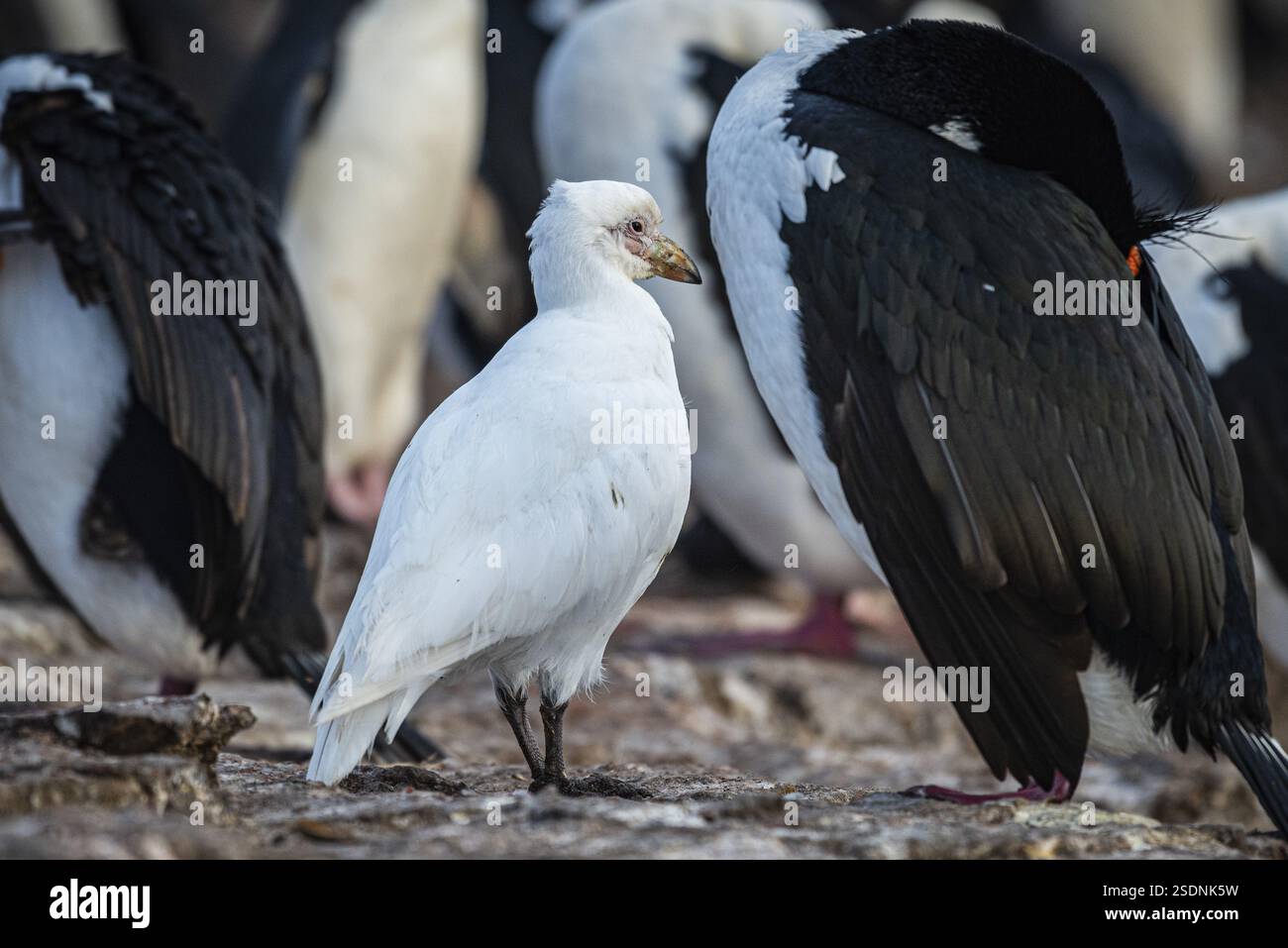 Becco bianco (Chionis alba) in una colonia di scogli dagli occhi blu (Phalacrocorax atriceps) Bleaker Island, Isole Falkland, Gran Bretagna, Sud A. Foto Stock