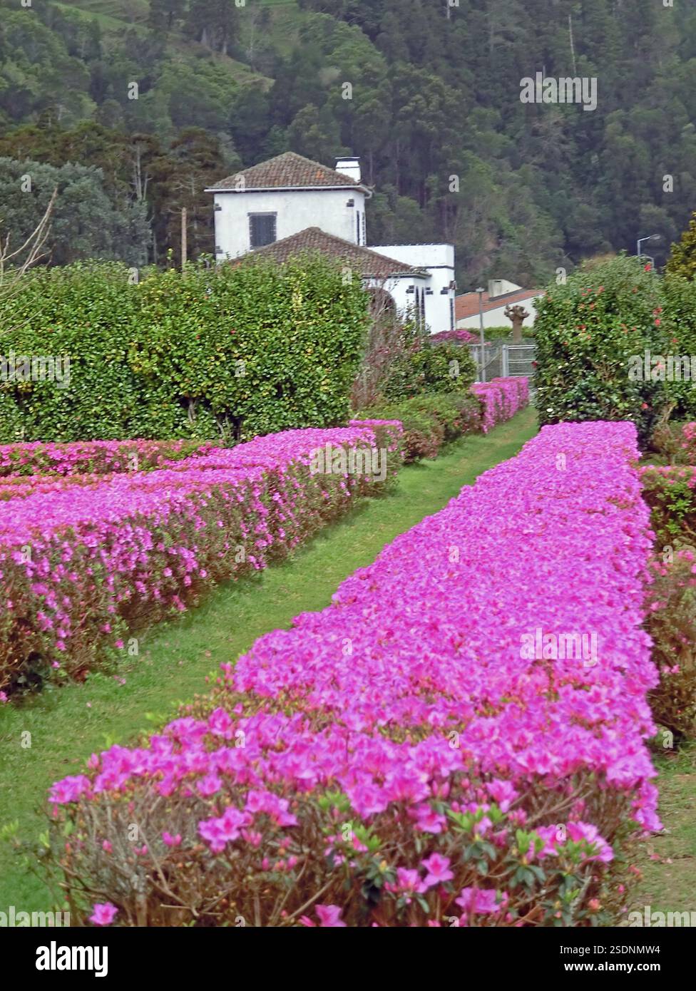 Portogallo, isola delle Azzorre, Sao Miguel, siepi fiorite, azalee, Europa Foto Stock